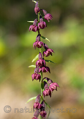 SR072019 (204) / Epipactis atrorubens / Rødflangre